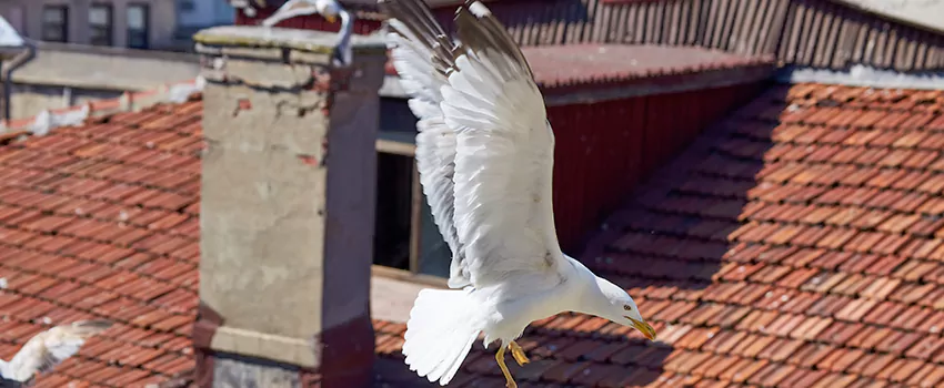 Residential Chimney Animal Removal Solution in St. Andrews, SC