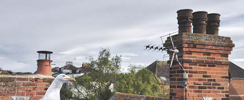 Chimney Cleaning And Restoration in St. Andrews, South Carolina